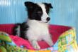 Vendita cuccioli di border collie a partire da 595