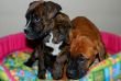 Vendita cuccioli di boxer a partire da 595
