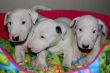 Vendita cuccioli di bull terrier a partire da 645