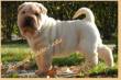 shar pei cuccioli