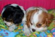 Vendita cuccioli di Cavalier King a partire da 595