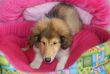 Vendita cuccioli di collie a partire da 595