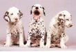 Vendita cuccioli di Dalmata a partire da 595