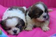 Vendita cuccioli di shih tzu a partire da 595