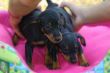 Vendita cuccioli di Pinscher a partire da 495