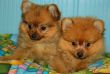 Vendita cuccioli di Spitz a partire da 595