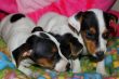 Vendita cuccioli di jack russel a partire da 595