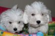 Vendita cuccioli di Maltese a partire da 595