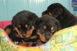 Vendita cuccioli di Rottweiler a partire da 595