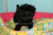 Vendita cuccioli di Schnauzer nano a partire da 495