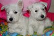 Vendita cuccioli di west highland a partire da 595