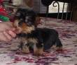 Tazza di t Yorkshire Terrier cuccioli per l'adozione