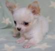 Cuccioli Di Chihuahua Mini Toy