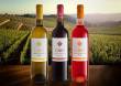 Wine Vino DOC Cirò Romano & Adamo - 75CL - 3 bottiglie