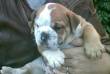Cuccioli di bulldog inglese
