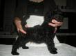 Barbone Media Mole Nero