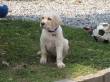 Cuccioli Di Labrador Retriever con pedigree