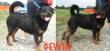 GWIN, MAGNIFICA ROTTWEILER PURA, PORTATA IN CANILE PERCHE' IL PADRONE CAMBIA CASA.