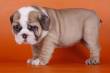 Splendido Bulldog inglese cuccioli disponibili