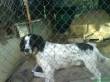 LORD, SETTER, MENO DI UN ANNO, MOLLATO IN CANILE DAI PADRONI - SAN POLO DEI CAVALIERI (RM)