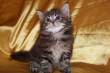 CUCCIOLI GATTO MAINE COON