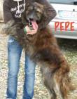 MAGNIFICO PEPE, INCROCIO PASTORE BERGAMASCO DI SOLI 3 ANNI, CERCA UNA CASA