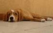 cagnolina cerca casa!!!!