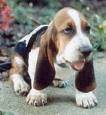 bassett hound