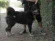 Blacky cerca casa