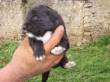 vendo cuccioli di pastore siciliano o cane di mannera
