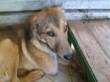 Cucciolo con zampa amputata cerca casa
