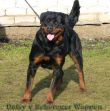 Rottweiler Allevamento 