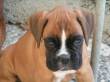 cuccioli boxer