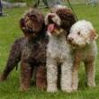 LAGOTTO ROMAGNOLO