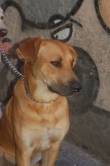 Cucciolone bellissimo!!!!