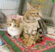 Gattini bellissimi cercano casa al canile Comunale