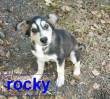 Rocky cucciolo maschio 3 mesi