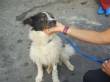 Willy 3/4 anni cerca casa