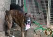 RUFUS, SPLENDIDO BOXER TIGRATO BIANCO, ABBANDONATO IN CANILE. CERCA UNA CASA