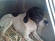 CANI DA CACCIA CERCANO CASA