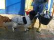 COCKER PURO DI 3 ANNI CERCA CASA CON URGENZA!!! PROV.BERGAMO