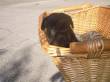 Cuccioli di Cane Corso