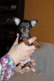 cuccioli pinscher