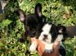 Bouledogue francese