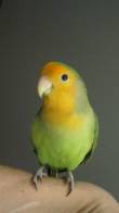 RONNIE
