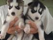 Disponibili cuccioli di husky siberiano