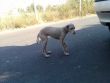 ABBANDONATA AD UN DISTRIBUTORE VAGA X LE STRADE......................