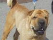 Sharpei di razza in adozione