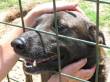 NERONE, SIMIL LABRADOR CERCA CASA!