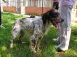 ORLANDO BELLISSIMO SETTER INGLESE CERCA CASA!! BERGAMO